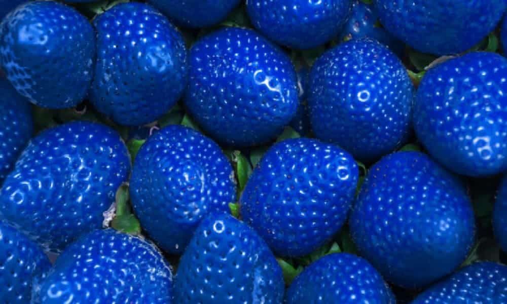 fraises bleues